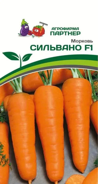 Морковь Сильвано: описание и характеристики сорта, правила посадки и ...