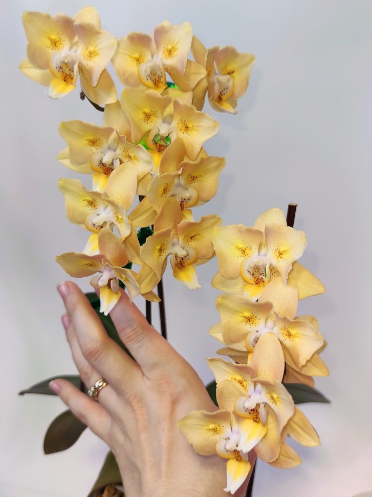 Орхидея Сого Мандала: описание сорта, характеристики, особенности ...