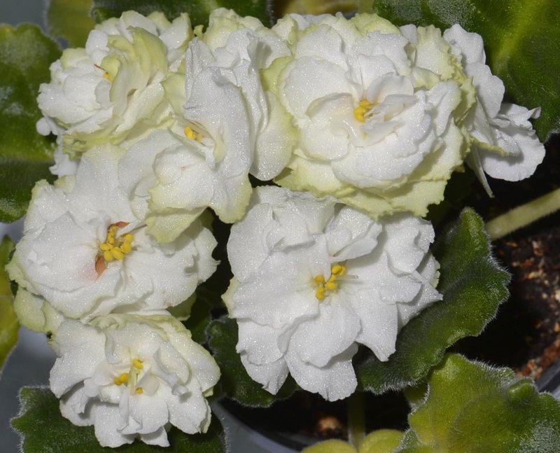 Фиалка Spring Rose: особенности и характеристика сорта, правила ...