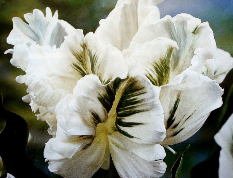 Тюльпаны Супер Пэррот: особенности и характеристики сорта, тонкости ...