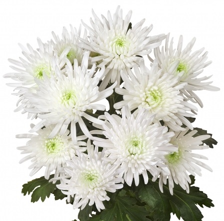 Хризантема Топспин: описание сорта, характеристики, особенности посадки ...