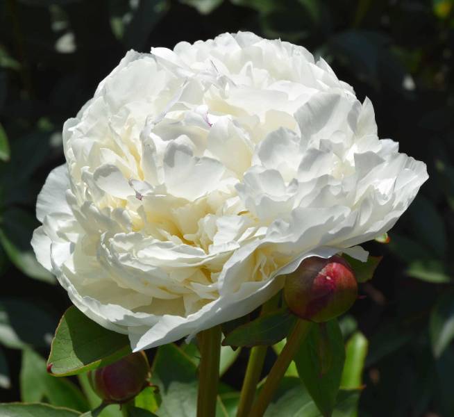 Пион Сноу Суприм (Paeonia Snow Supreme)