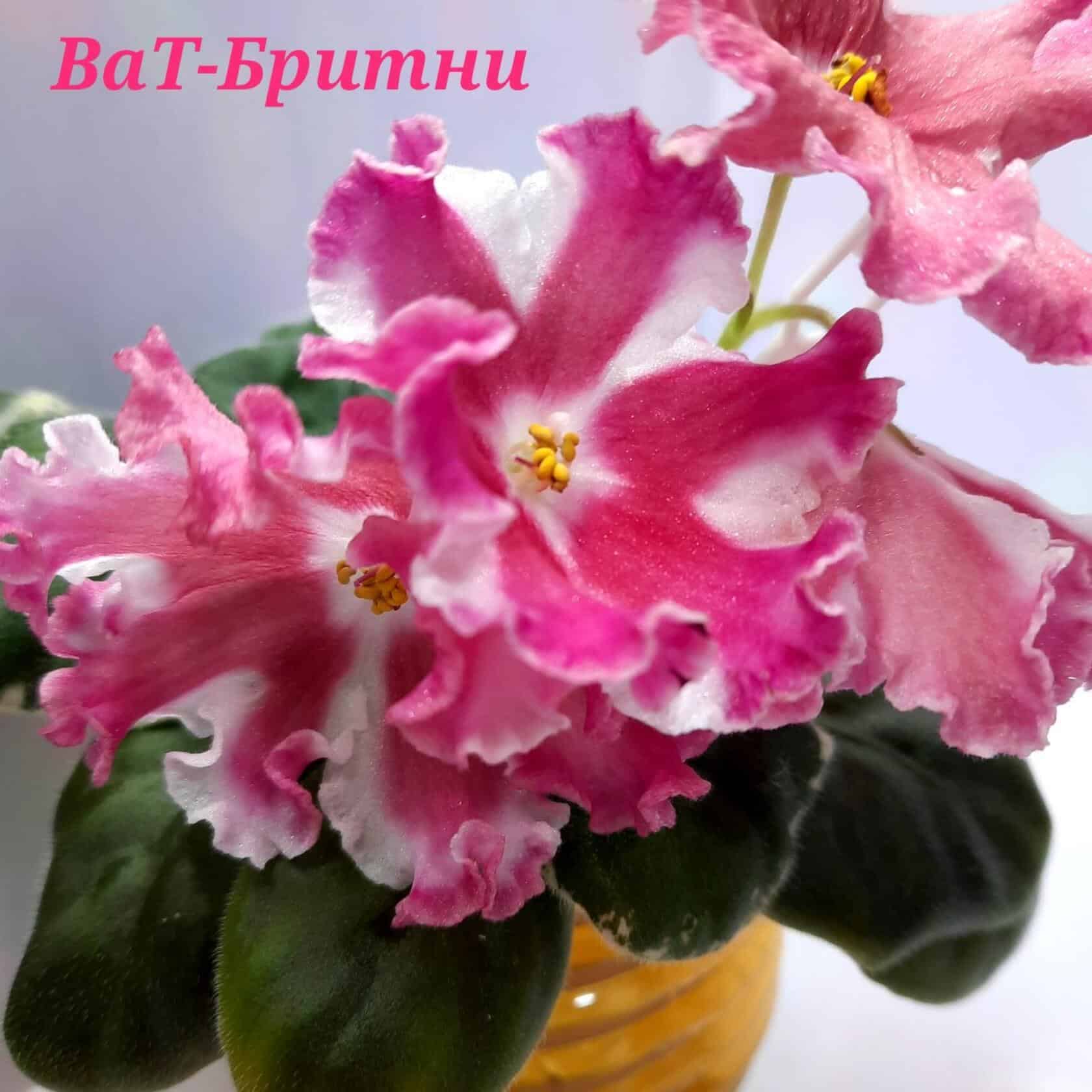 Сенполия (комнатная фиалка) ВаТ-Бритни: особенности и характеристика ...