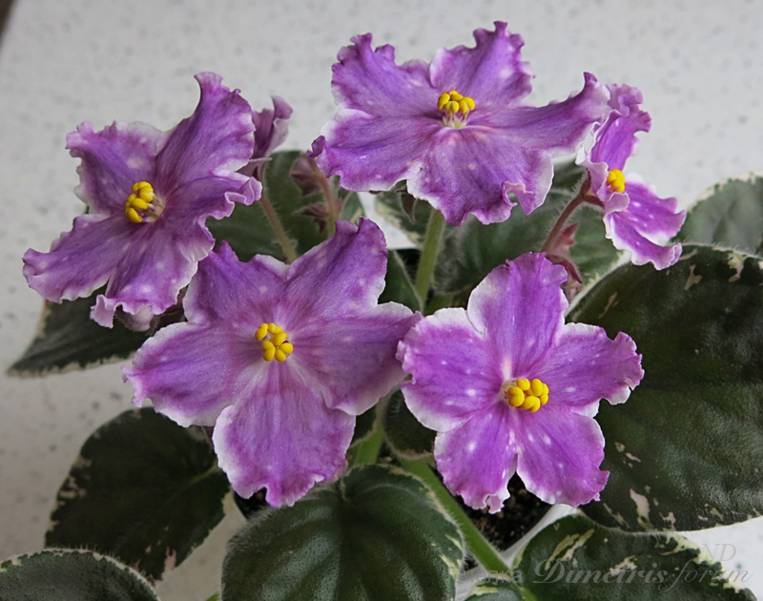 Фиалка ВаТ-Лилу: особенности и характеристика сорта, правила ...