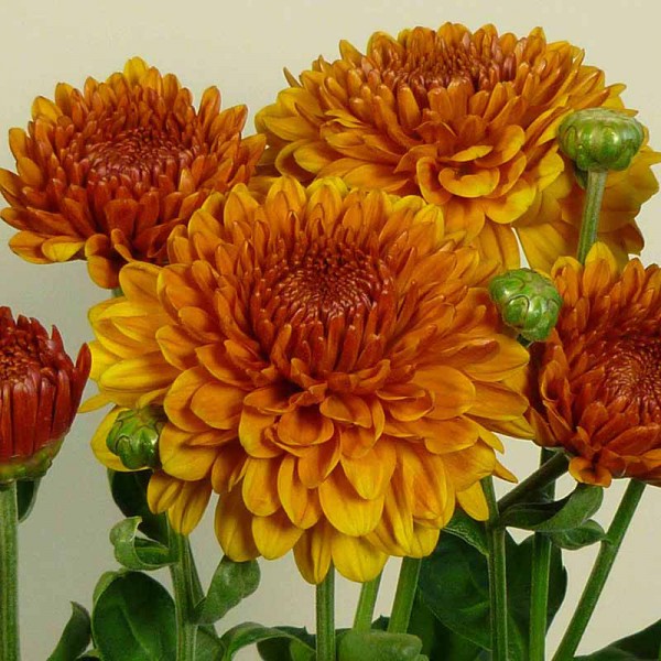 Хризантема bronze. Хризантема корейская мариэлла бронз. Хризантема корейская гомпи еллоу. Хризантема астро бронз. Хризантема корейская гомпи.