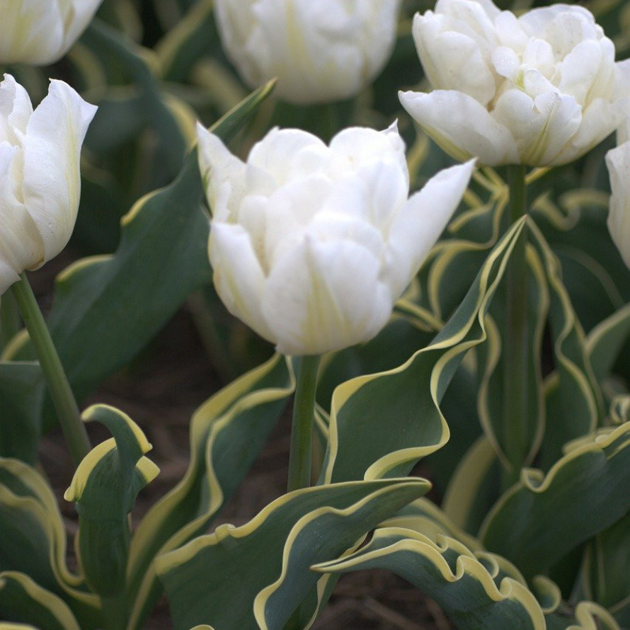 Тюльпаны Зе Эдж (The Edge): особенности и характеристики сорта ...