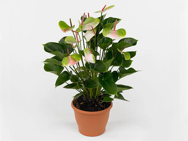 Антуриум Адиос Спринг: описание сорта, характеристики, особенности ...