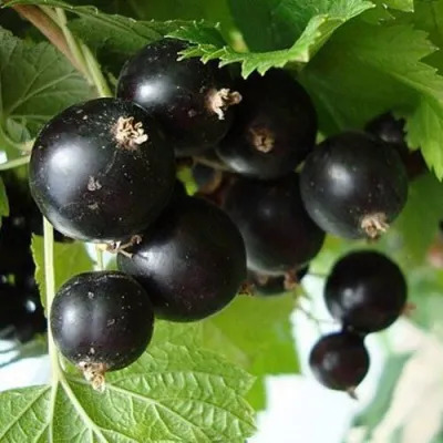 Смородина Бен Тибен: описание и характеристики сорта, отзывы ...