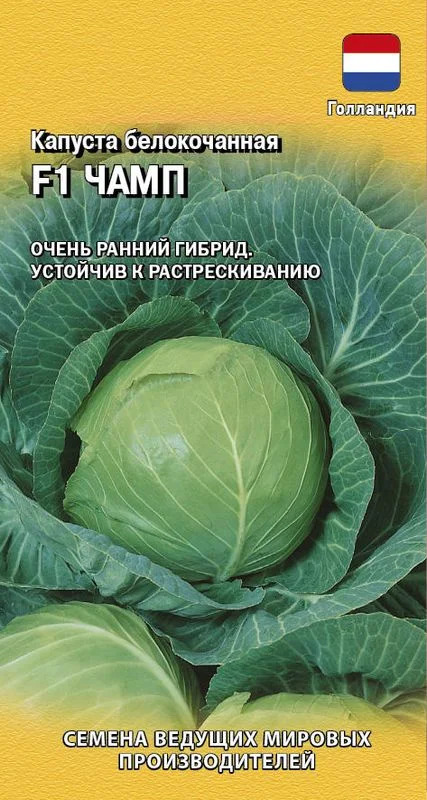 Капуста Чамп: описание и характеристики сорта, особенности выращивания ...