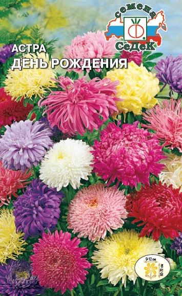 Астра День города (смесь окрасок): описание сорта, характеристики ...