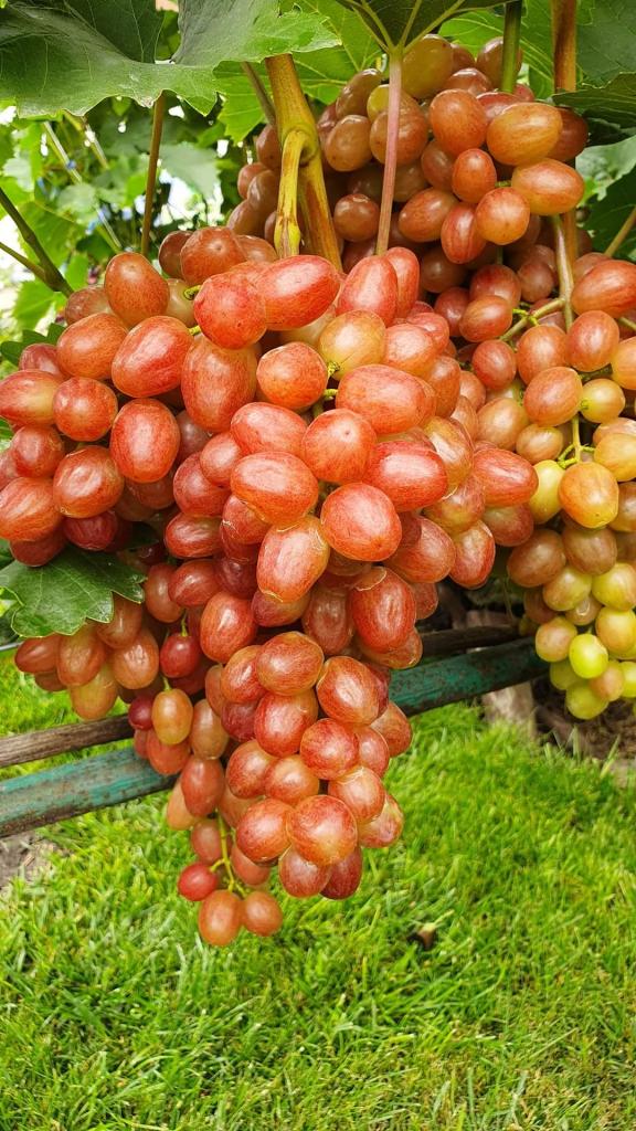 Виноград Дынька: описание и характеристики сорта, особенности ухода и ...