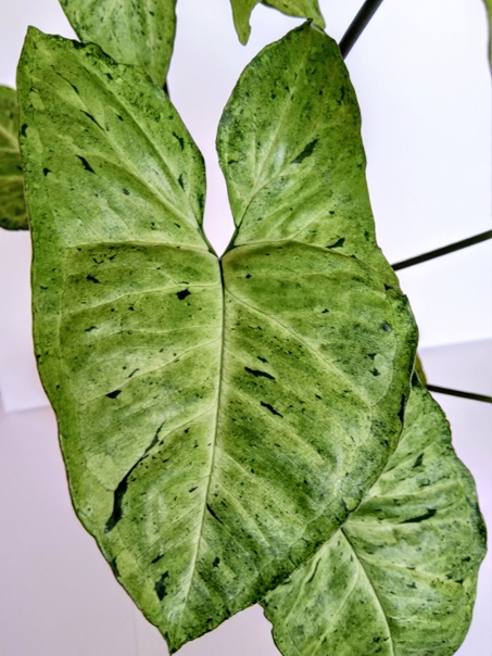 Сингониум Фриклес: описание сорта, характеристики, особенности посадки ...