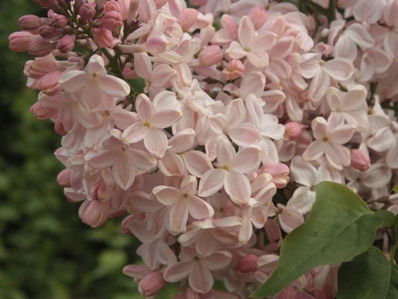 Сирень Медовый спас: описание сорта, характеристики, агротехника ...