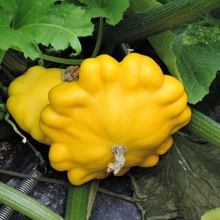 Патиссон Монетка: описание и характеристики сорта, особенности посадки ...