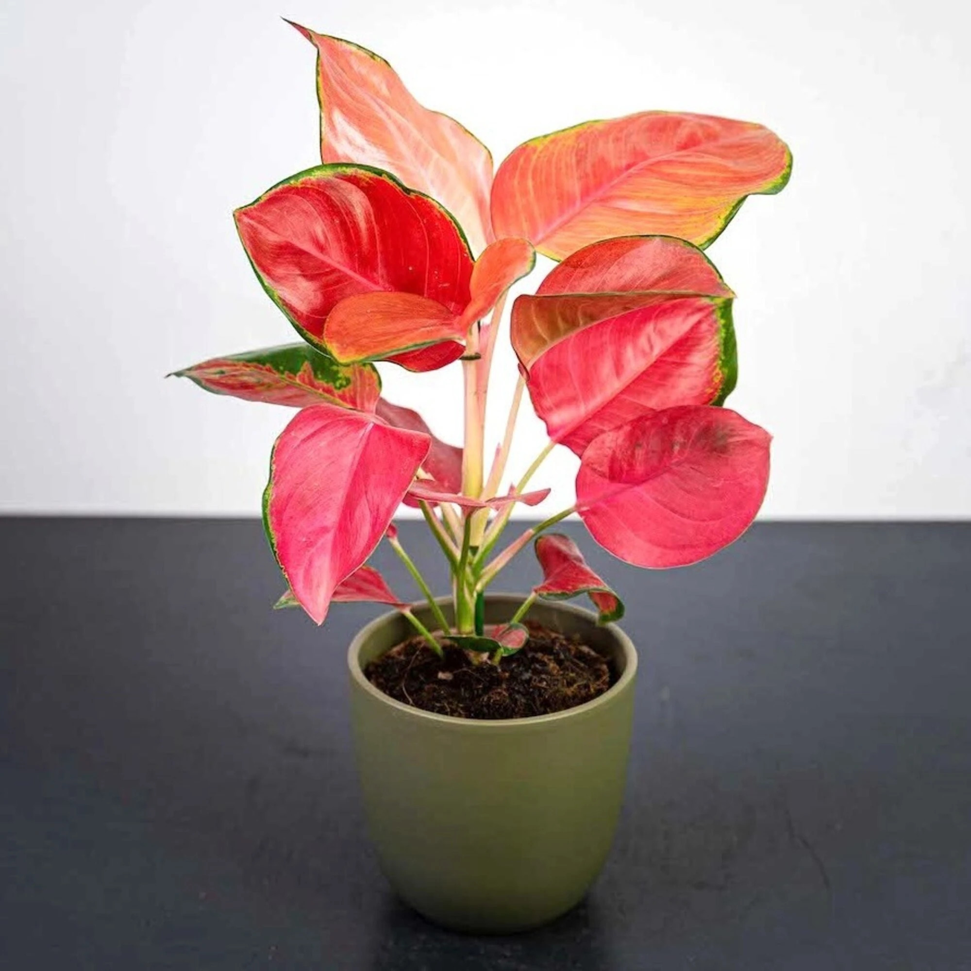 Аглаонема Оранж Стар: описание сорта, характеристики, особенности ...