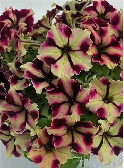 Петуния Романтика Норма: описание сорта, характеристики, тонкости ...