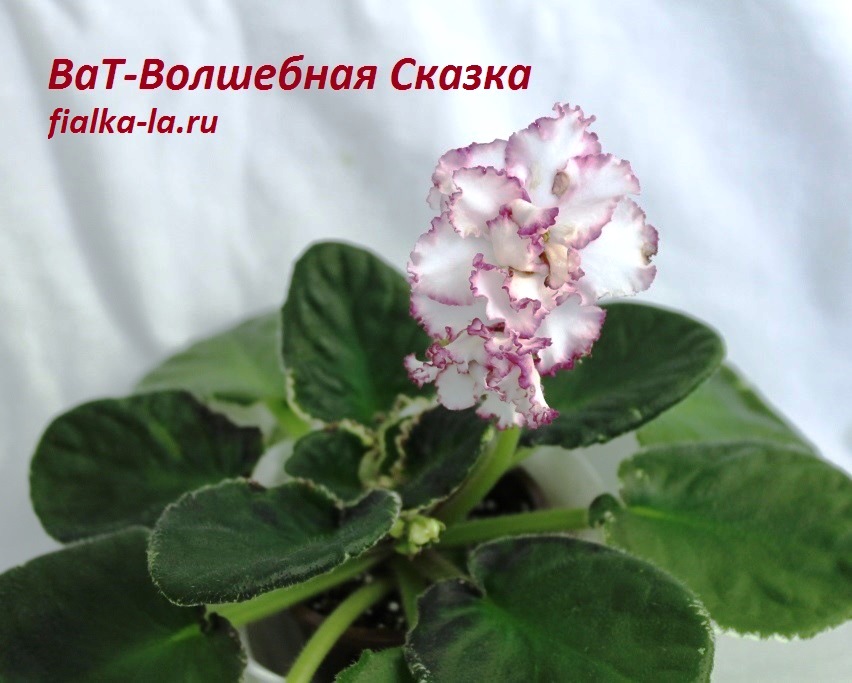 Сенполия (комнатная фиалка) ВаТ-Волшебная Сказка: особенности и ...