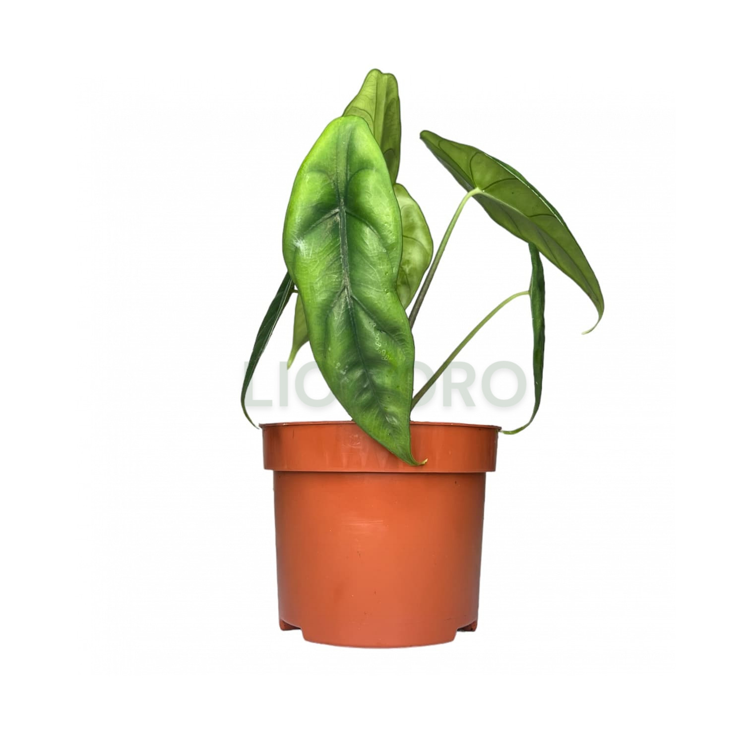 Алоказия Венуста: описание вида, характеристики, особенности посадки и ...