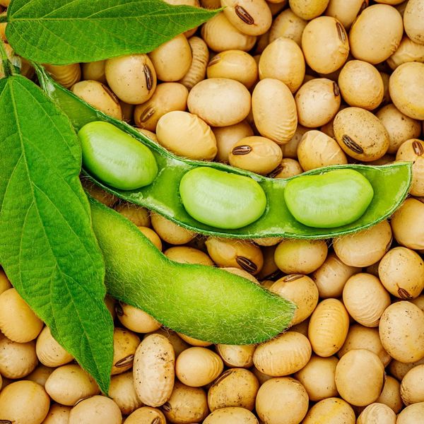 Соя Виктория: описание сорта, характеристики, агротехника посадки и ...