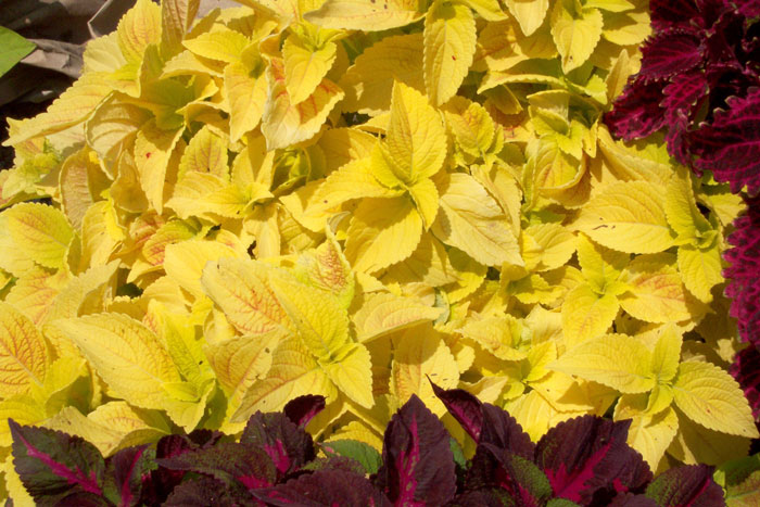 Колеус Визард Голден: описание сорта, характеристики, особенности ...