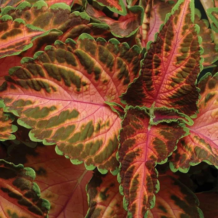 Колеус Визард Корал Санрайз: описание сорта, характеристики ...