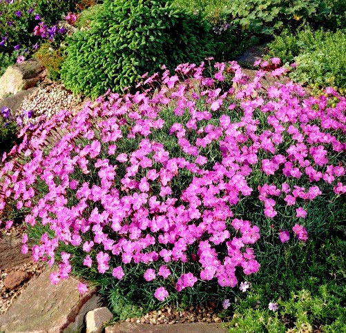 Гвоздика альпийская (32 фото): описание многолетней культуры ...