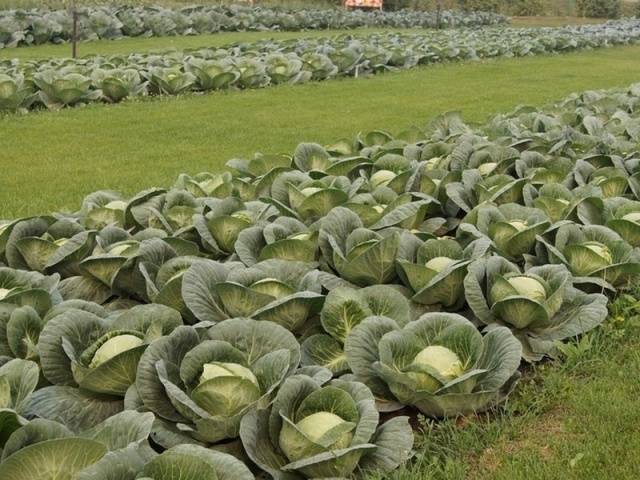 Капуста Анкома: описание и характеристики сорта, особенности ...