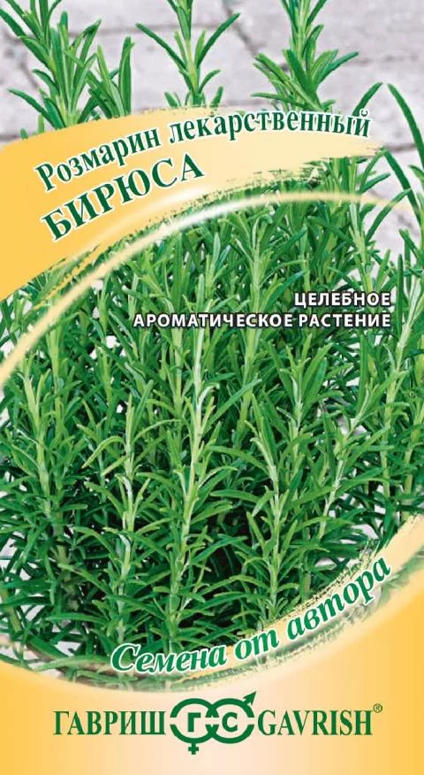 Розмарин Бирюса: описание сорта, характеристики, агротехника посадки и ...