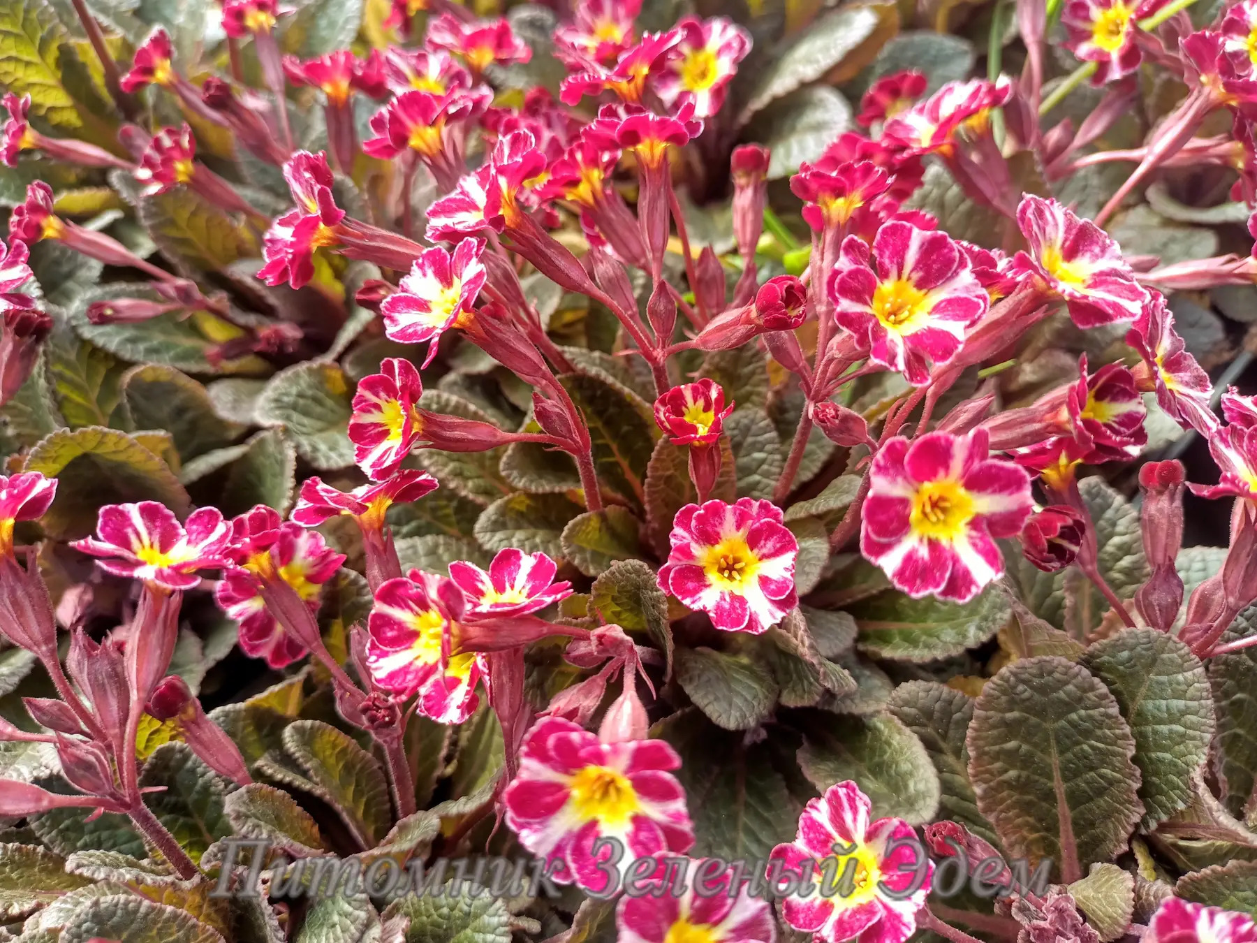 Примула Дарк Розалин: описание сорта, характеристики, особенности ...