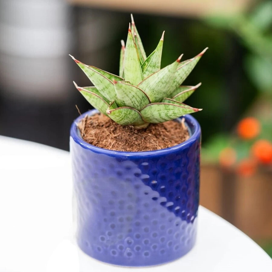 Сансевиерия Джевел Кроун: описание сорта, характеристики, особенности ...