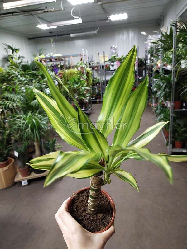 Драцена Еллоу Кост: описание сорта, характеристики, особенности посадки ...