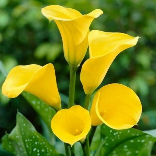 Калла Голд Краун: описание сорта, характеристики, особенности посадки и ...