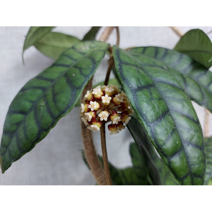 Хойя калистофилла калимантан. Хойя sulawesiana SP. Kalimantan slm 03