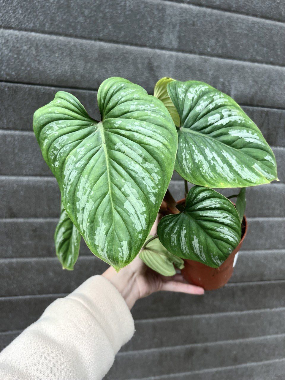 Филодендрон мамей: описание вида, характеристики, особенности посадки и ...