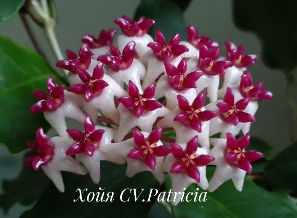 Хойя Патриция: описание сорта, характеристики, особенности посадки и ...