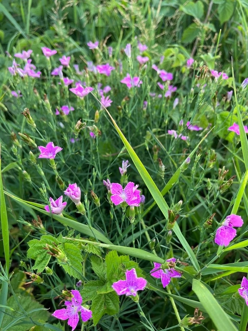 Гвоздика полевая: описание вида, характеристики, особенности посадки и ...