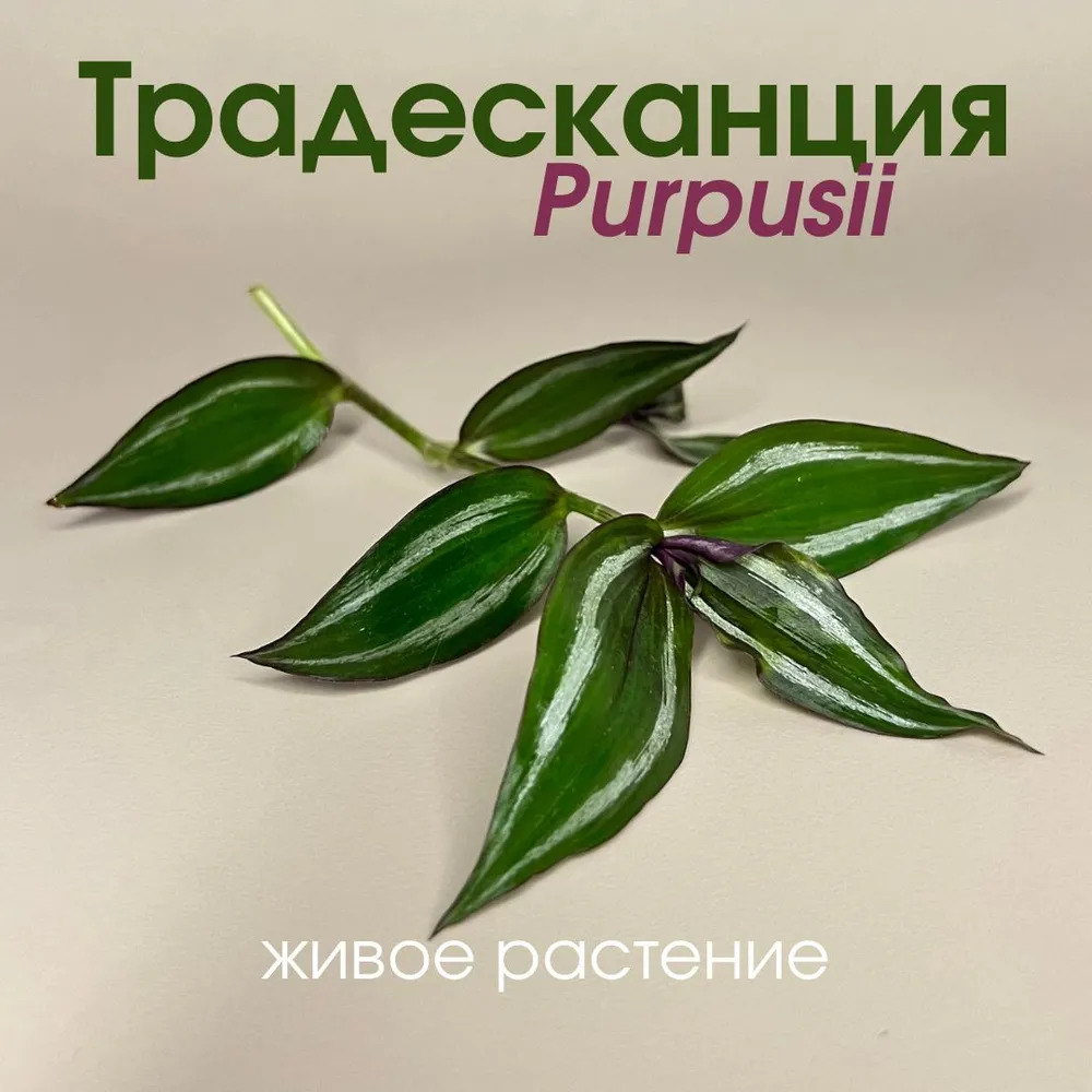 Традесканция Пурпуза: описание сорта, характеристики, особенности ...