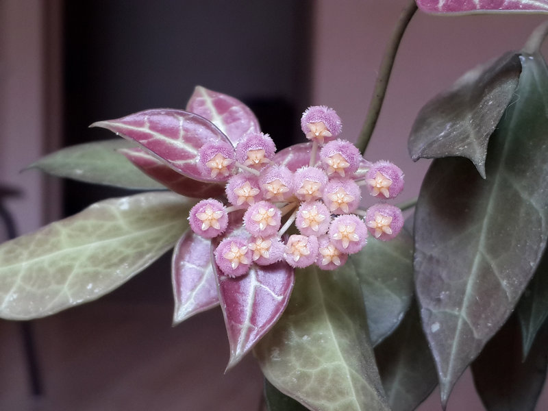 Hoya 