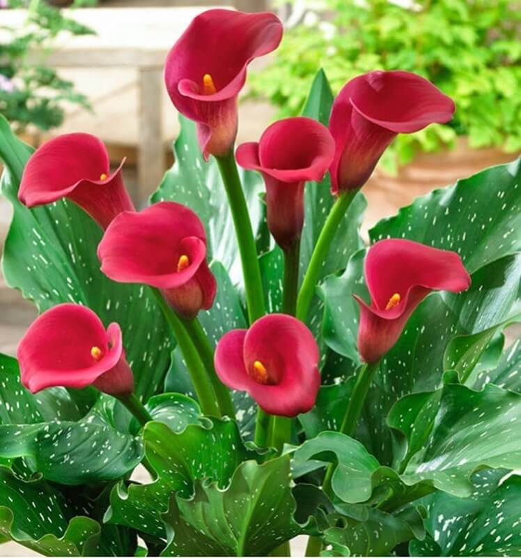 Калла Ред Алерт: описание сорта, характеристики, особенности посадки и ...