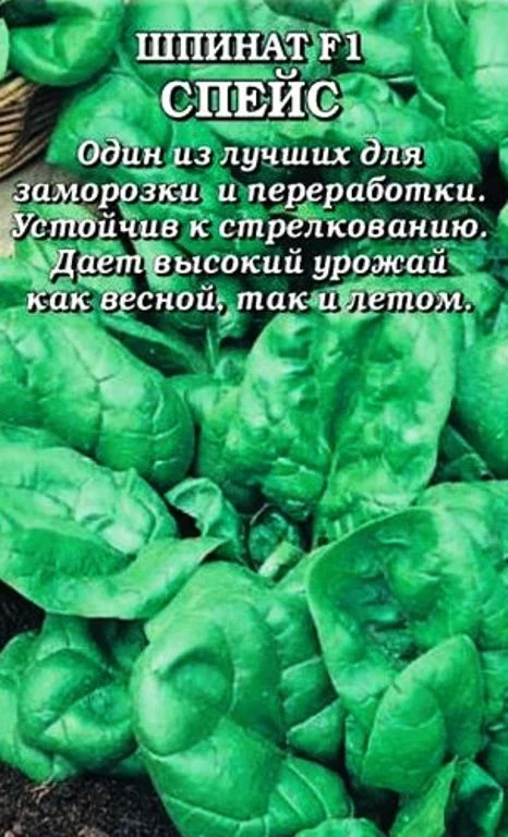 Шпинат Спейс: описание сорта, характеристики, агротехника посадки и ...