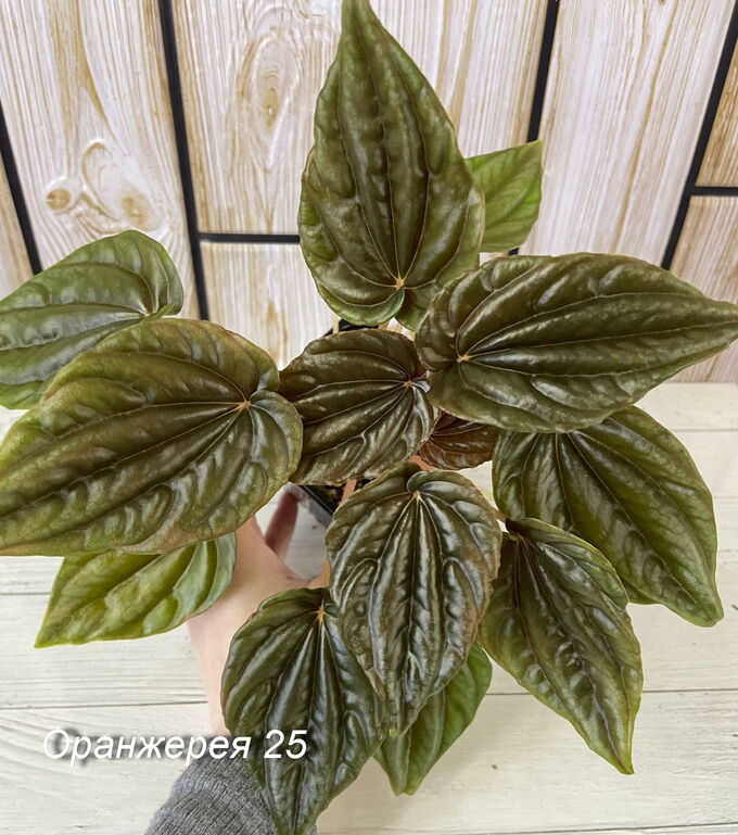 Пеперомия Тереза: описание сорта, характеристики, особенности посадки и ...