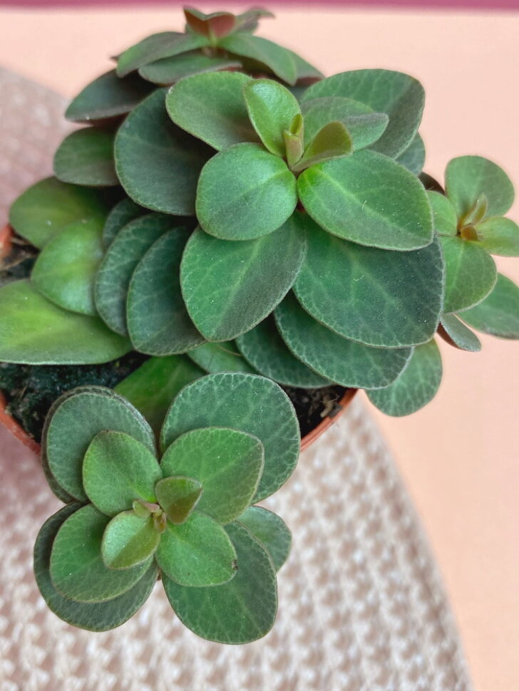 Пеперомия вертициллата: описание вида, характеристики, особенности ...