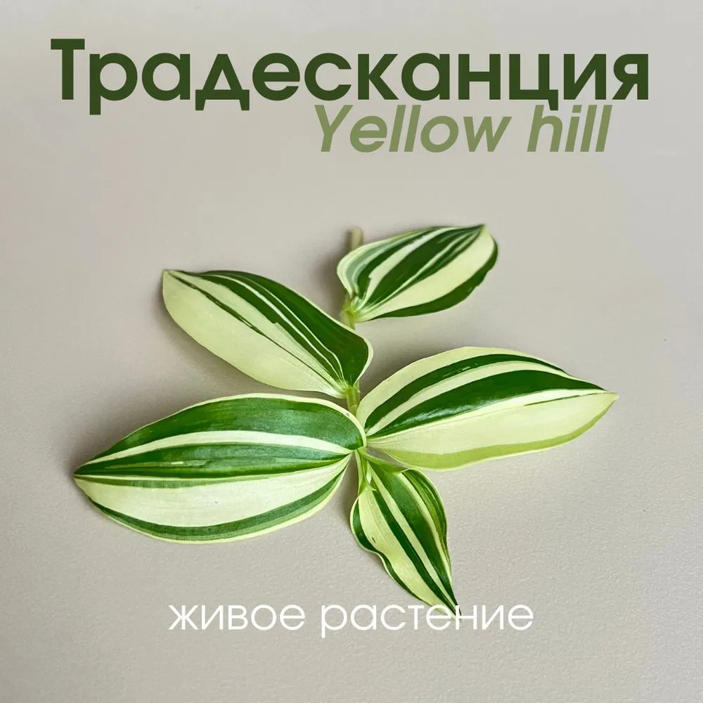 Традесканция Желтый холм (Еллоу Хилл): описание сорта, характеристики ...