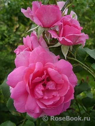 Роза Ассоль: особенности и характеристика сорта, правила посадки ...