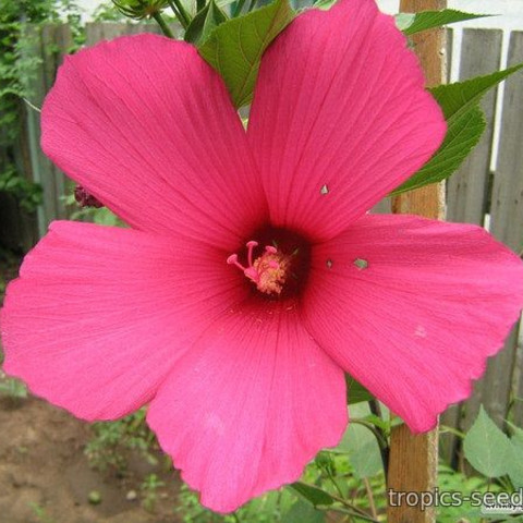 Гибискус болотный (23 фото): выращивание Extreme Magenta из семян в ...