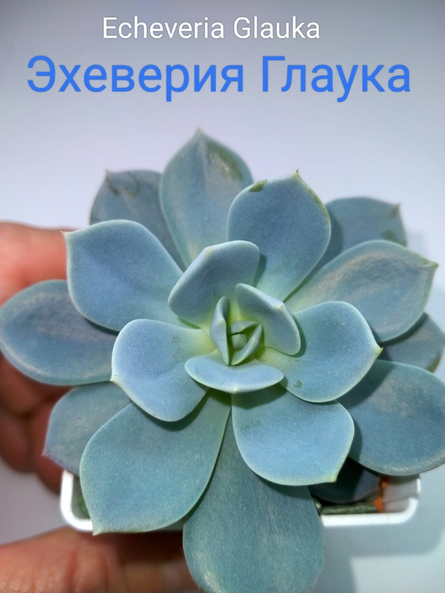 Эхеверия глаука (сизая): описание вида, характеристики, особенности ...