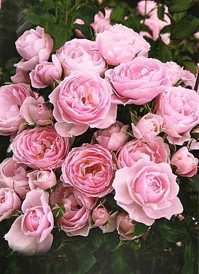 Роза Ханса Парк: особенности и характеристика сорта, правила посадки ...