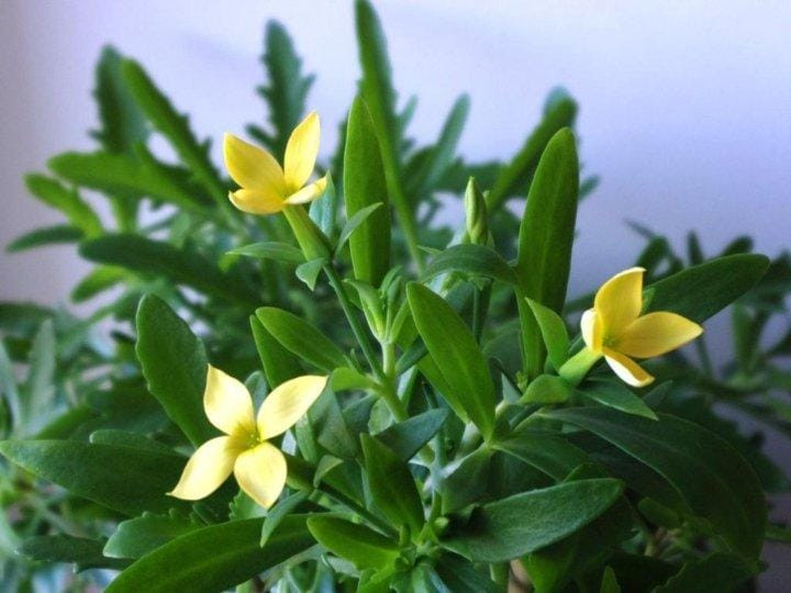 Каланхоэ лациниата (оленьи рожки): описание вида, характеристики ...
