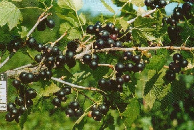 Смородина черная, Сорт Ксюша - ФГБНУ ВНИИСПК