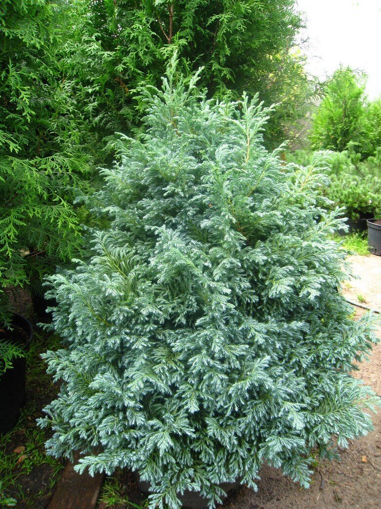 Кипарисовик горохоплодный: описание вида, характеристики, особенности ...